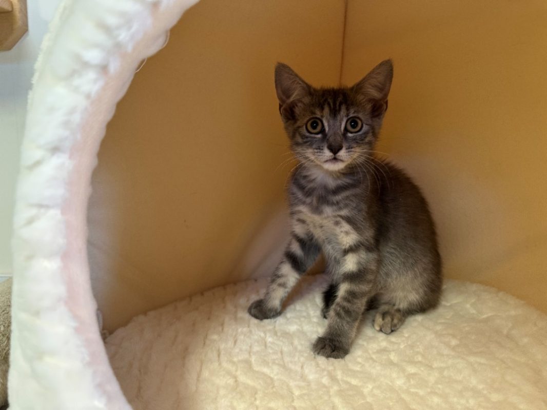 Bleuet - Chat Européen à adopter