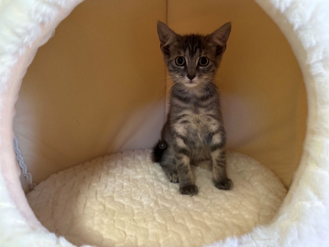Bleuet - Chat Européen à adopter - photo 2