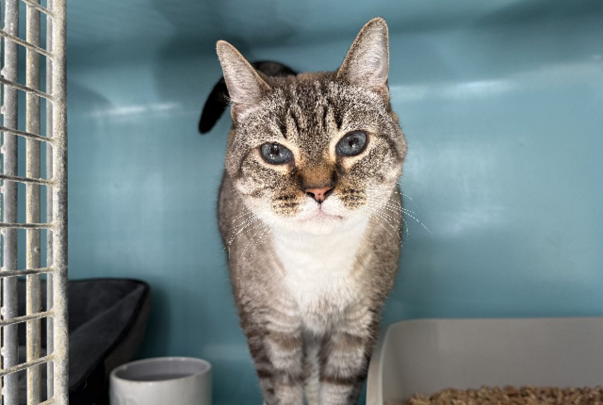 Gribouille - Chat Européen à adopter