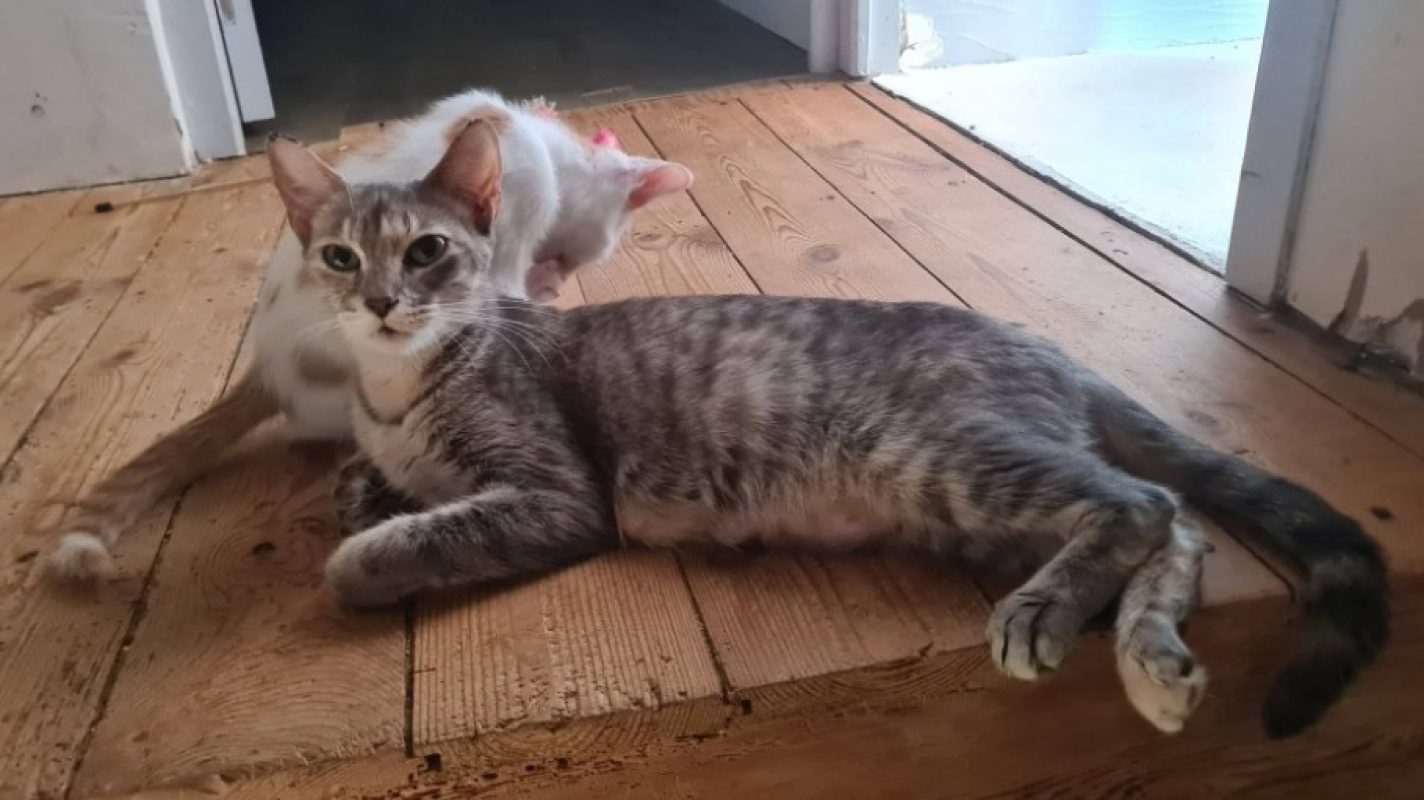 Alysse - Chat Européen à adopter