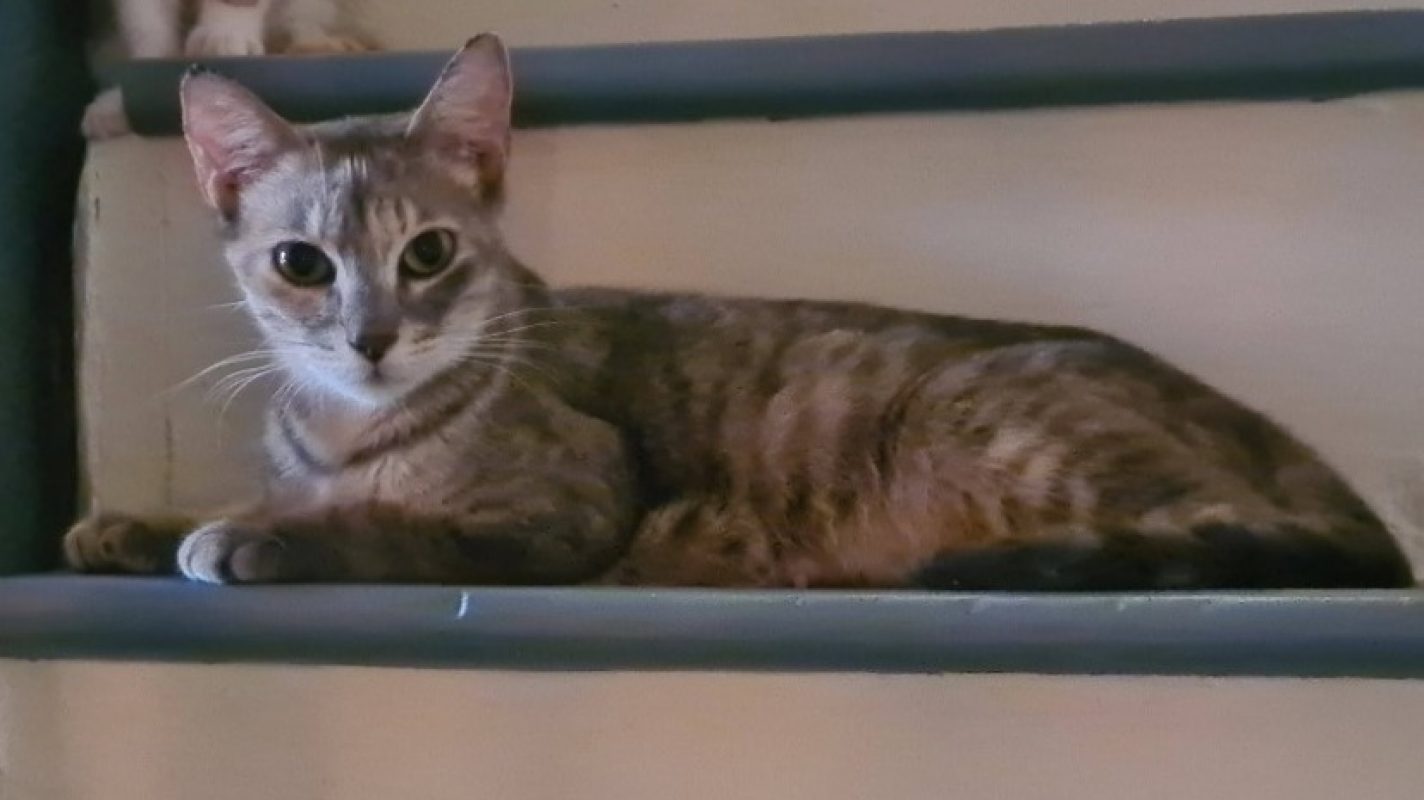 Alysse - Chat Européen à adopter - photo 2