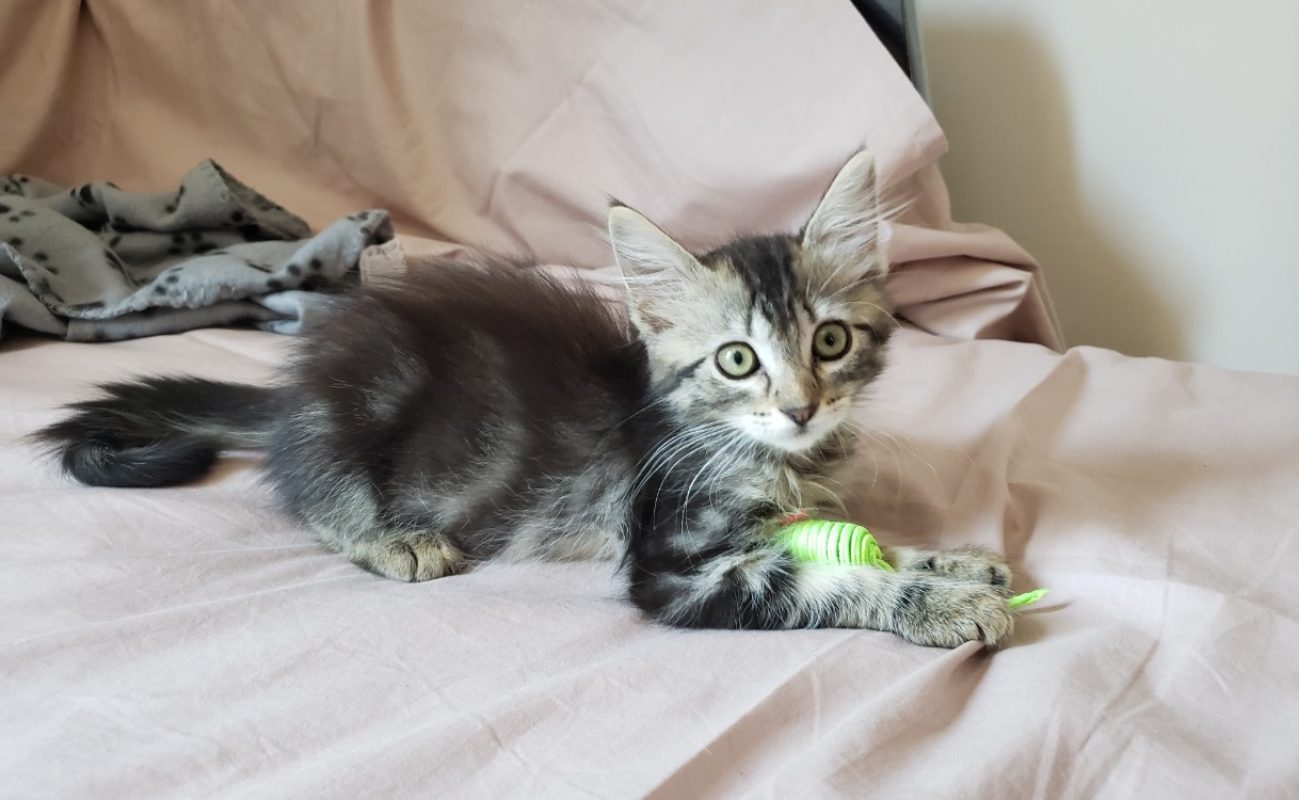 Misty - Chat Européen à adopter
