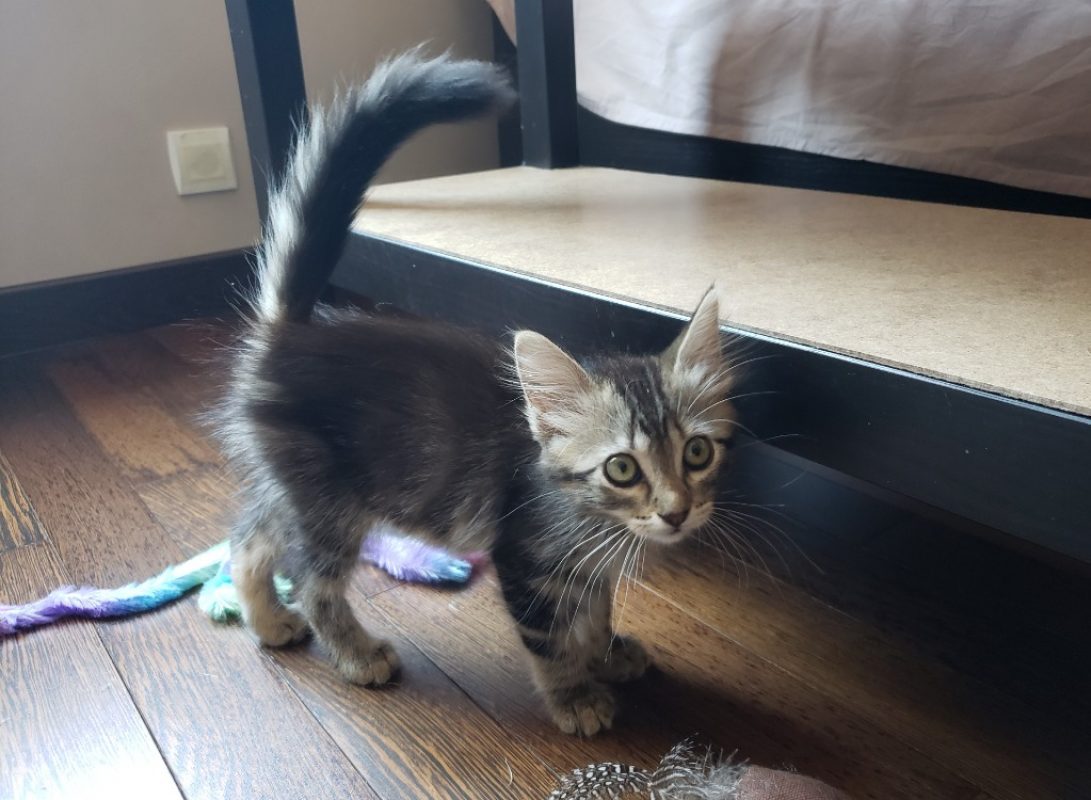 Misty - Chat Européen à adopter - photo 2