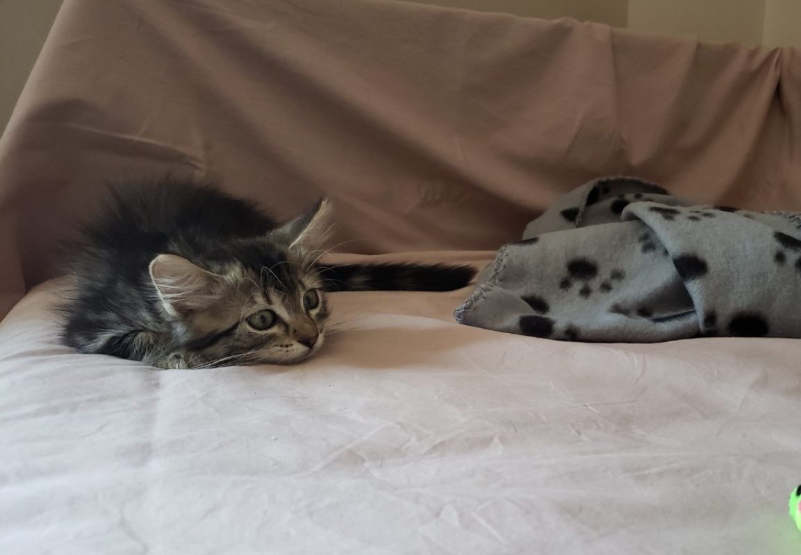 Misty - Chat Européen à adopter - photo 3