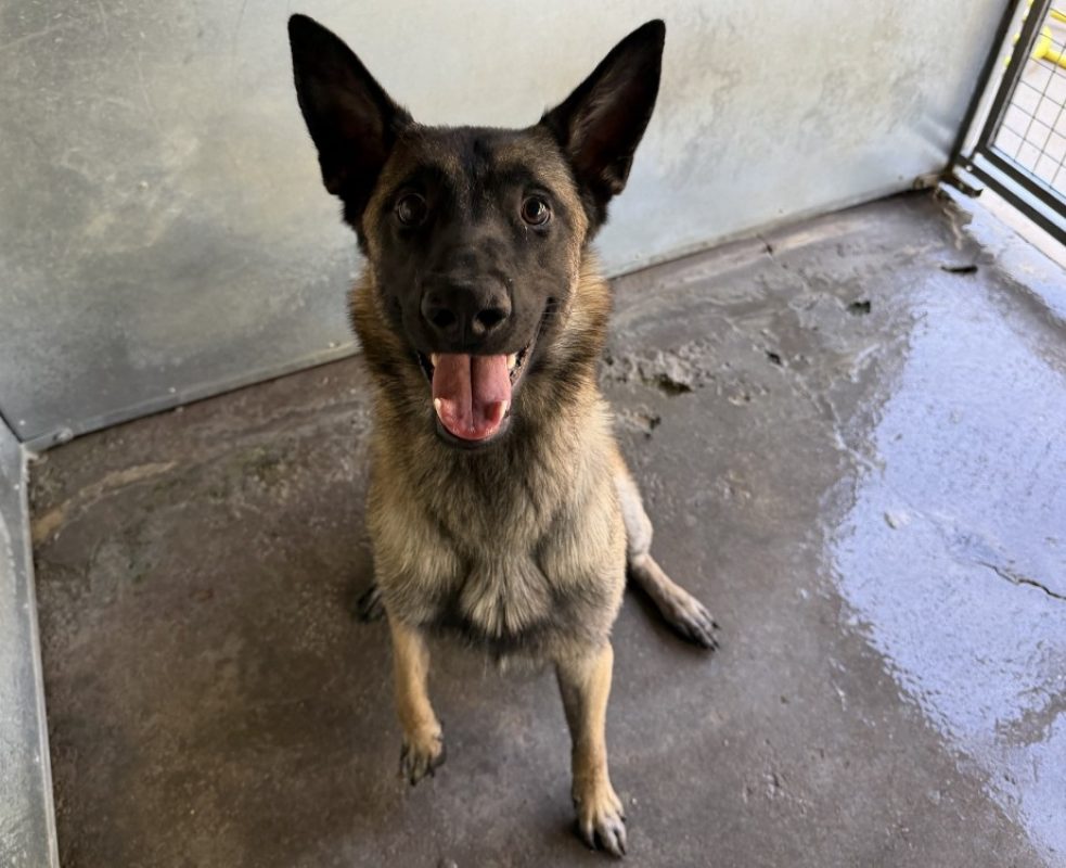 Boyka - Chien Berger Belge Malinois à adopter