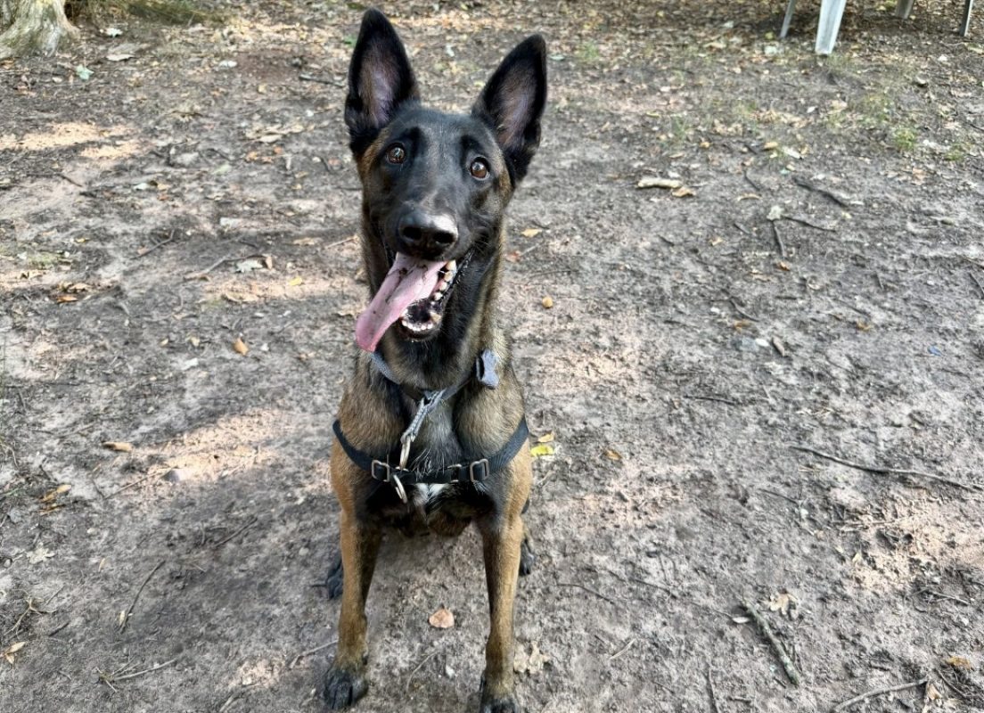 Vaila - Chien Berger Belge Malinois à adopter