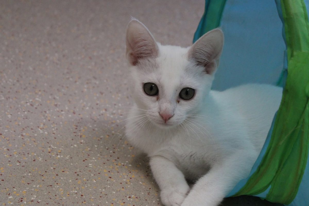 Jacqueline - Chat Européen à adopter