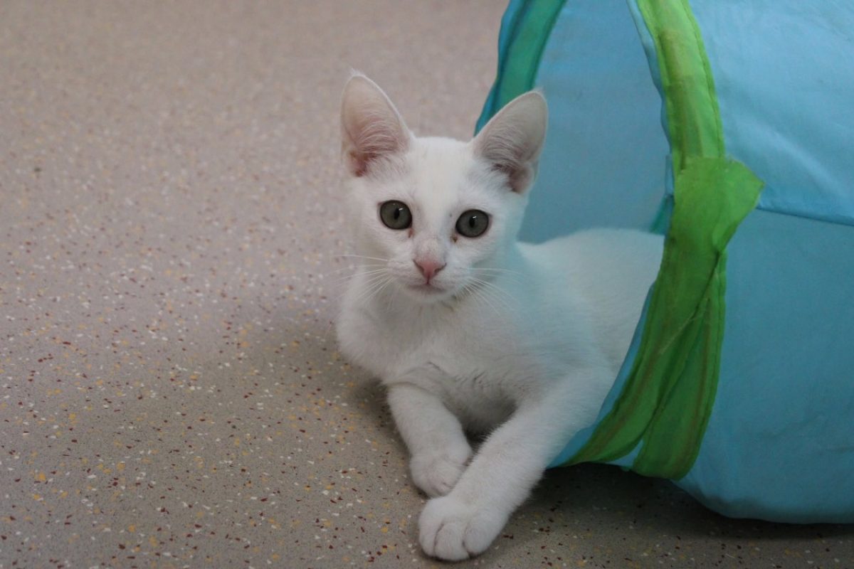 Jacqueline - Chat Européen à adopter - photo 2