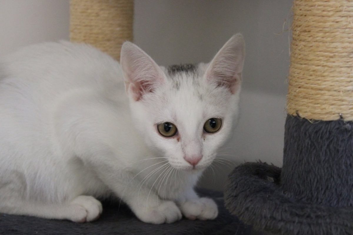 Martine - Chat Européen à adopter