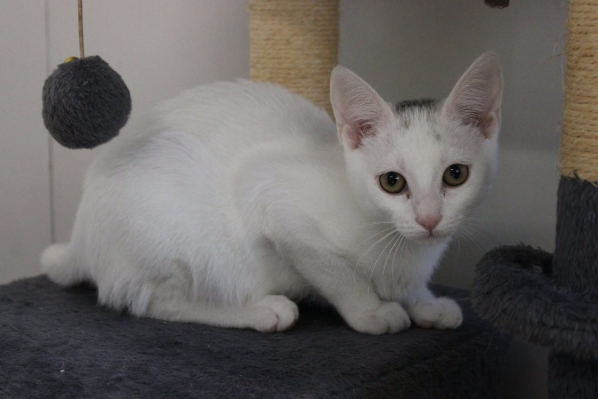 Martine - Chat Européen à adopter - photo 2