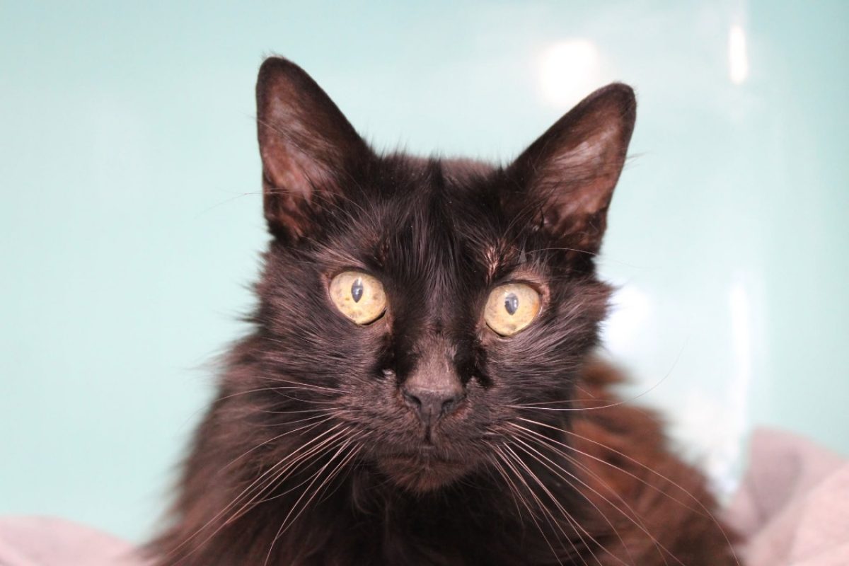 Meeko - Chat Européen à adopter