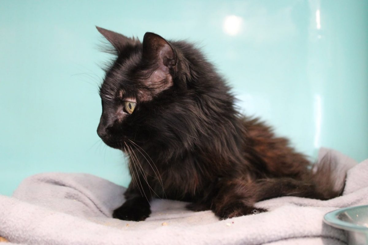 Meeko - Chat Européen à adopter - photo 2