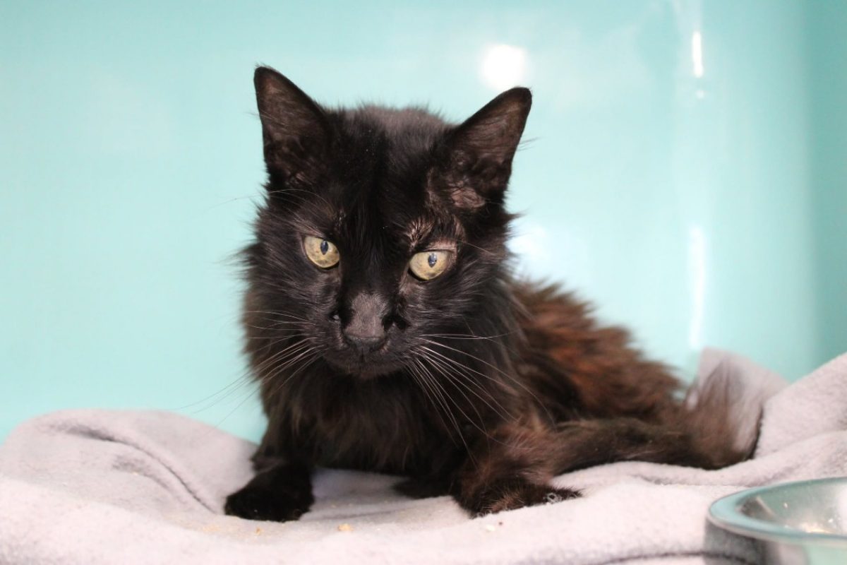 Meeko - Chat Européen à adopter - photo 3