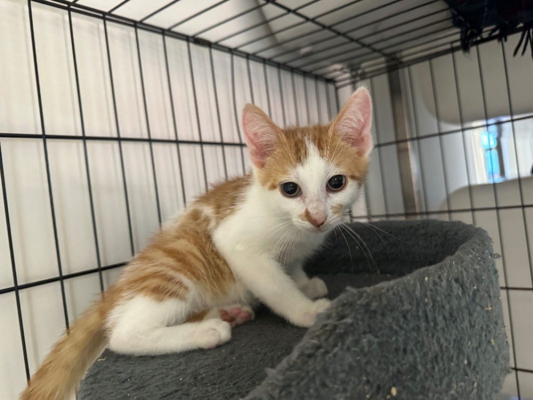 Basilic - Chat Européen à adopter