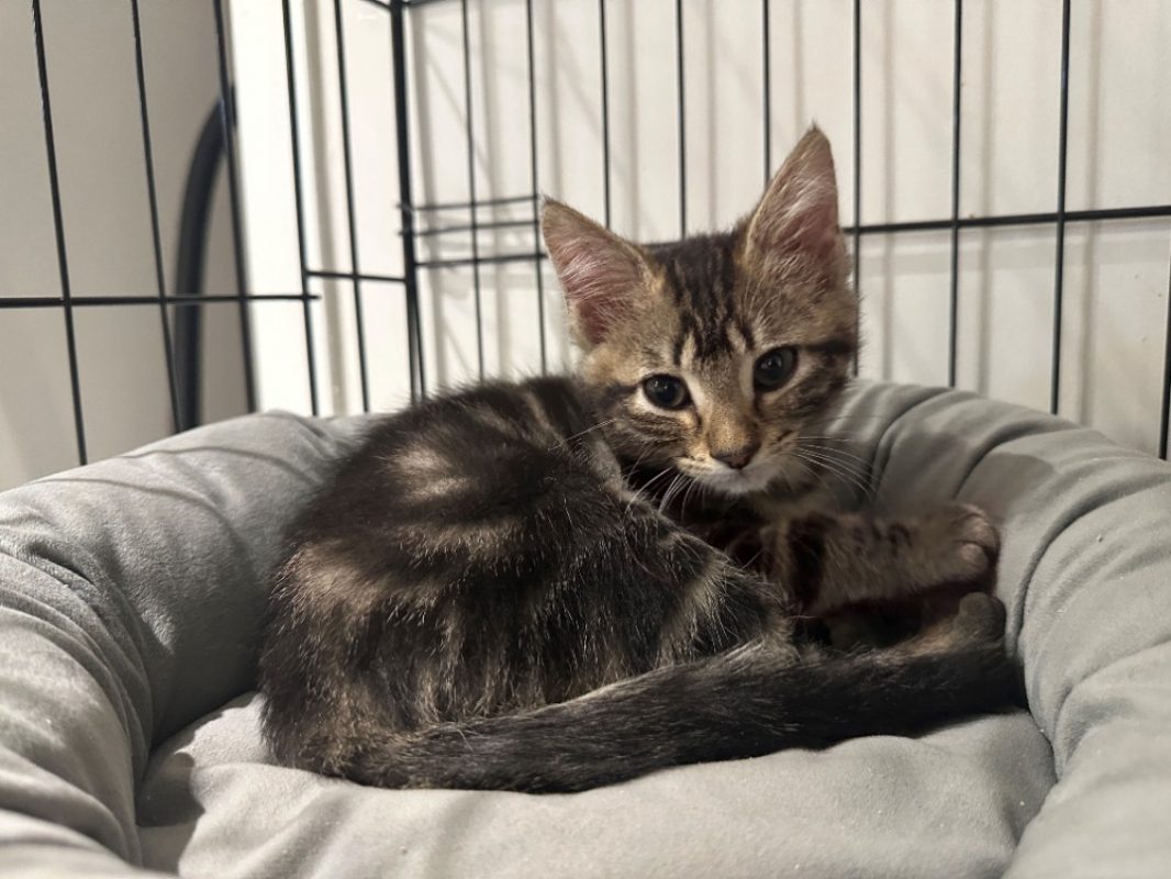 Bianca - Chat Européen à adopter
