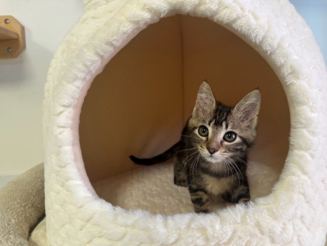 Bianca - Chat Européen à adopter - photo 2