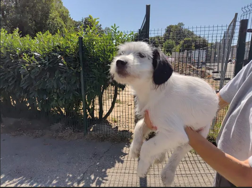 Mop - Chien Ratier pragois à adopter