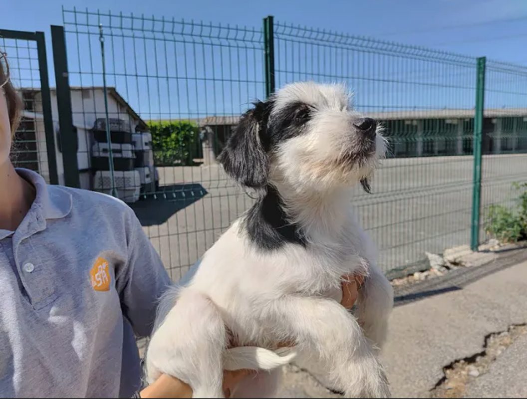 Mop - Chien Ratier pragois à adopter - photo 2