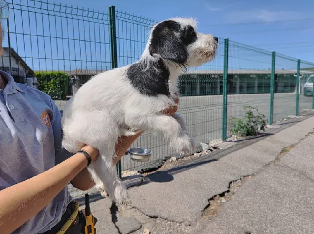 Mop - Chien Ratier pragois à adopter - photo 3