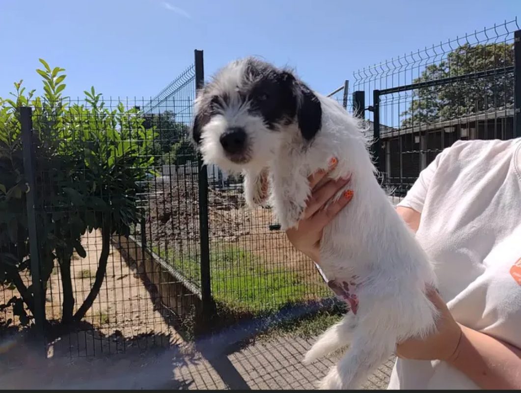Zuko - Chien Ratier pragois à adopter