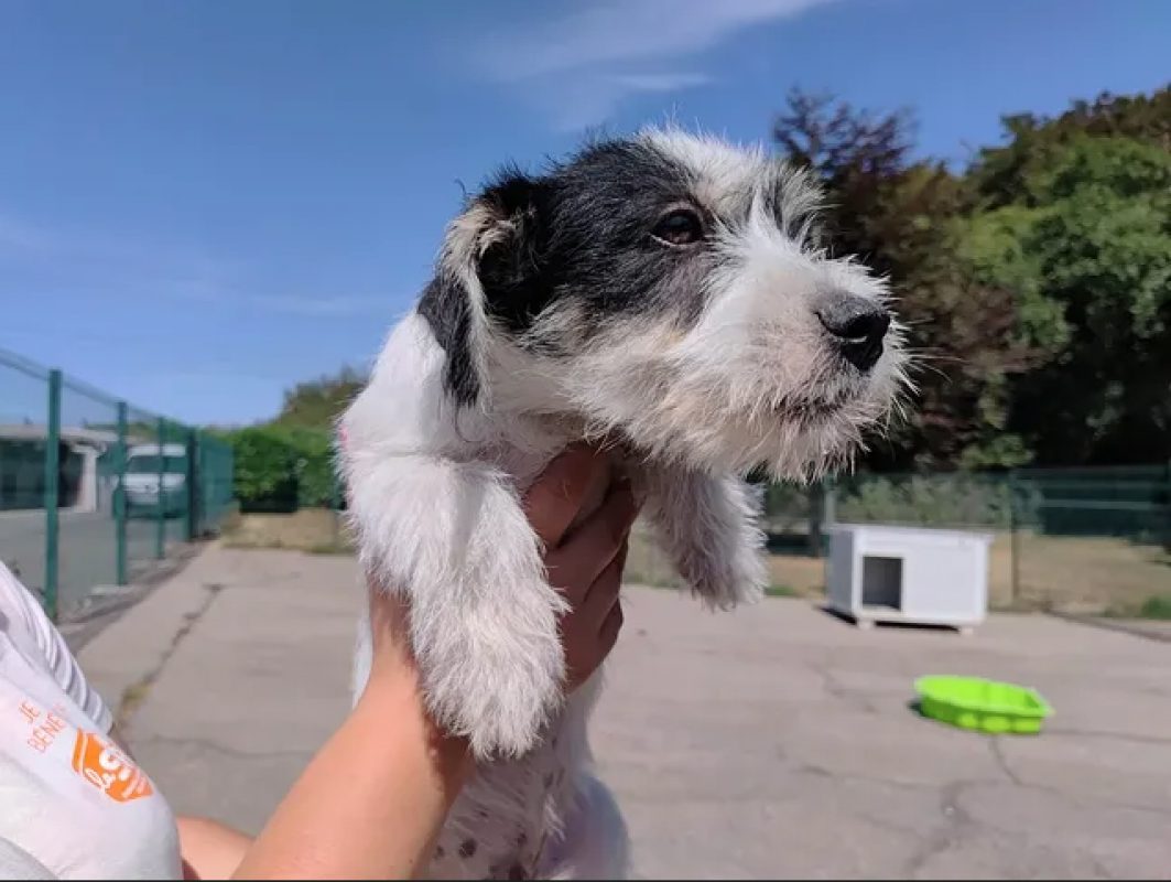 Zuko - Chien Ratier pragois à adopter - photo 2