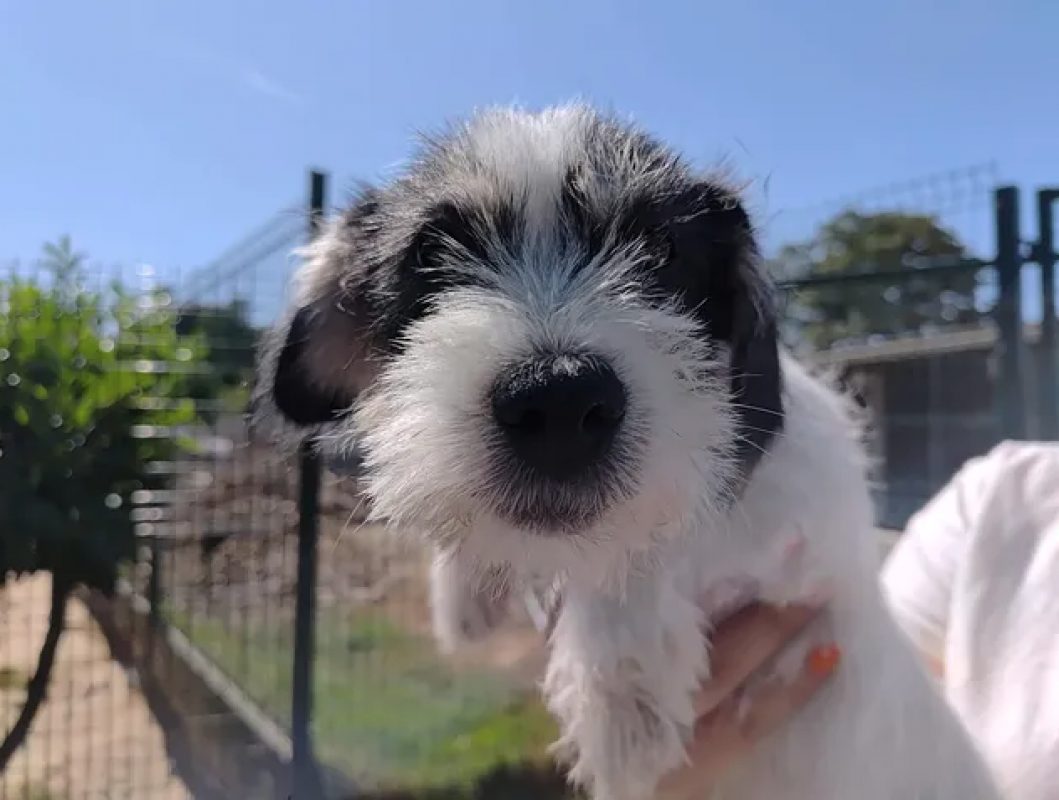 Zuko - Chien Ratier pragois à adopter - photo 3