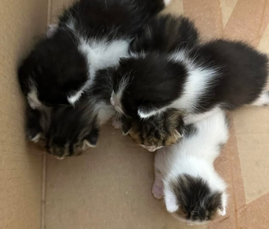 Moustache - Chat Européen à adopter