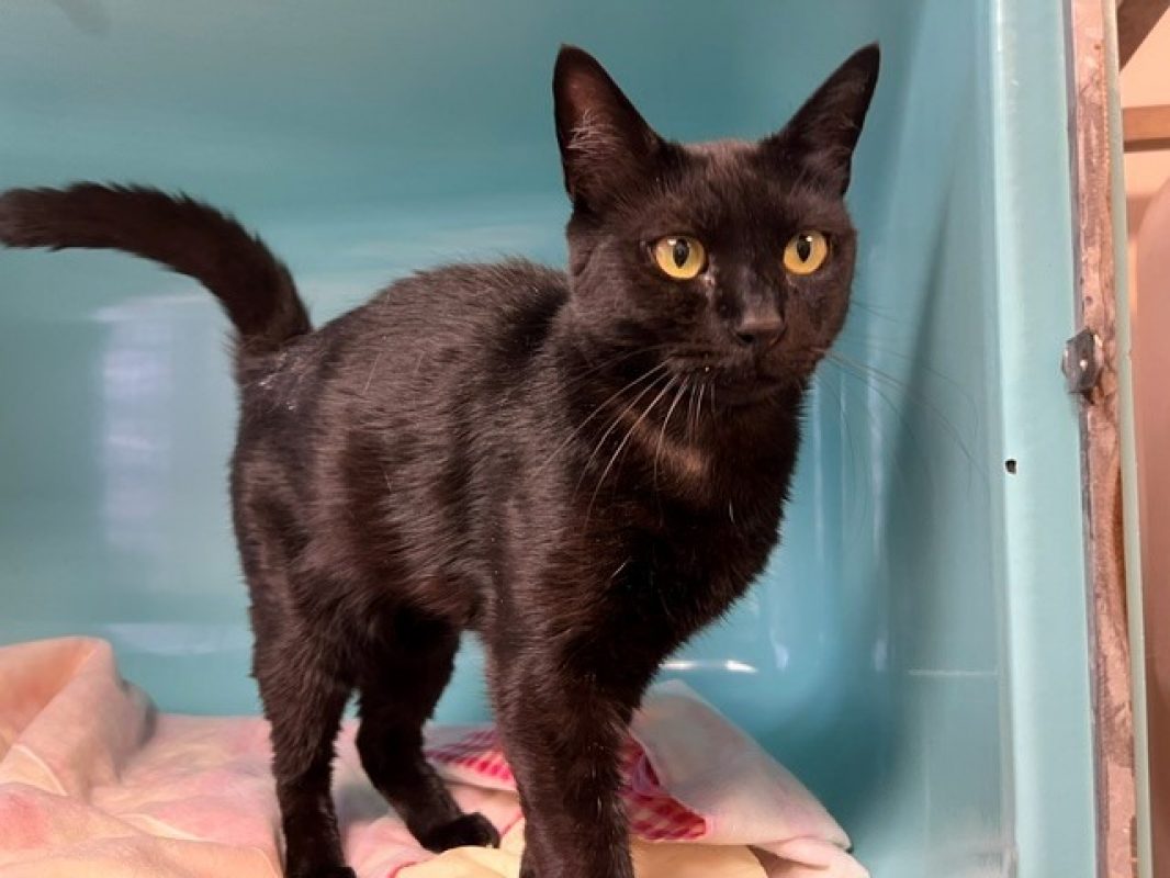 Minette - Chat Européen à adopter