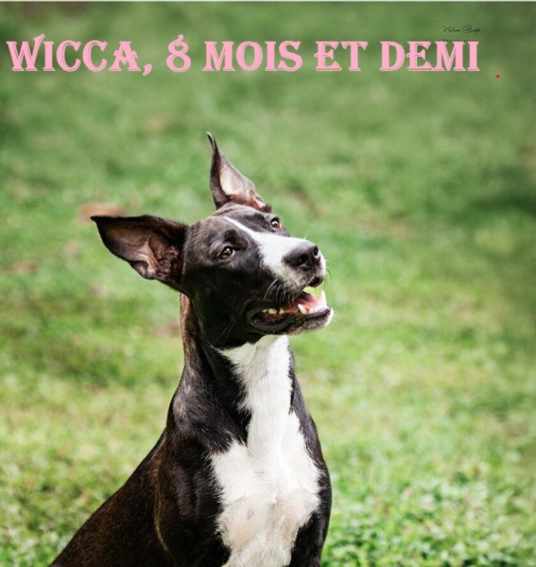 Photo #2 de Wicca