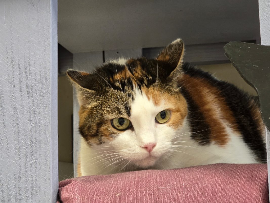 Chipie - Chat Européen à adopter