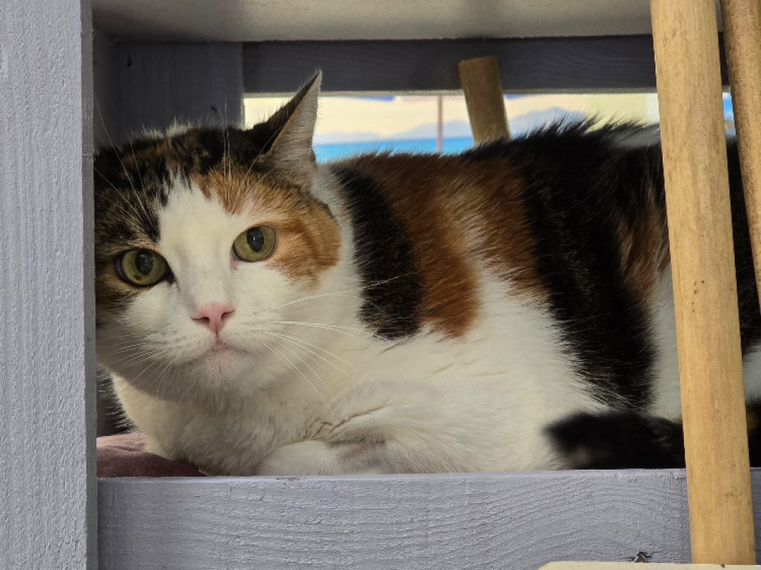 Chipie - Chat Européen à adopter - photo 2