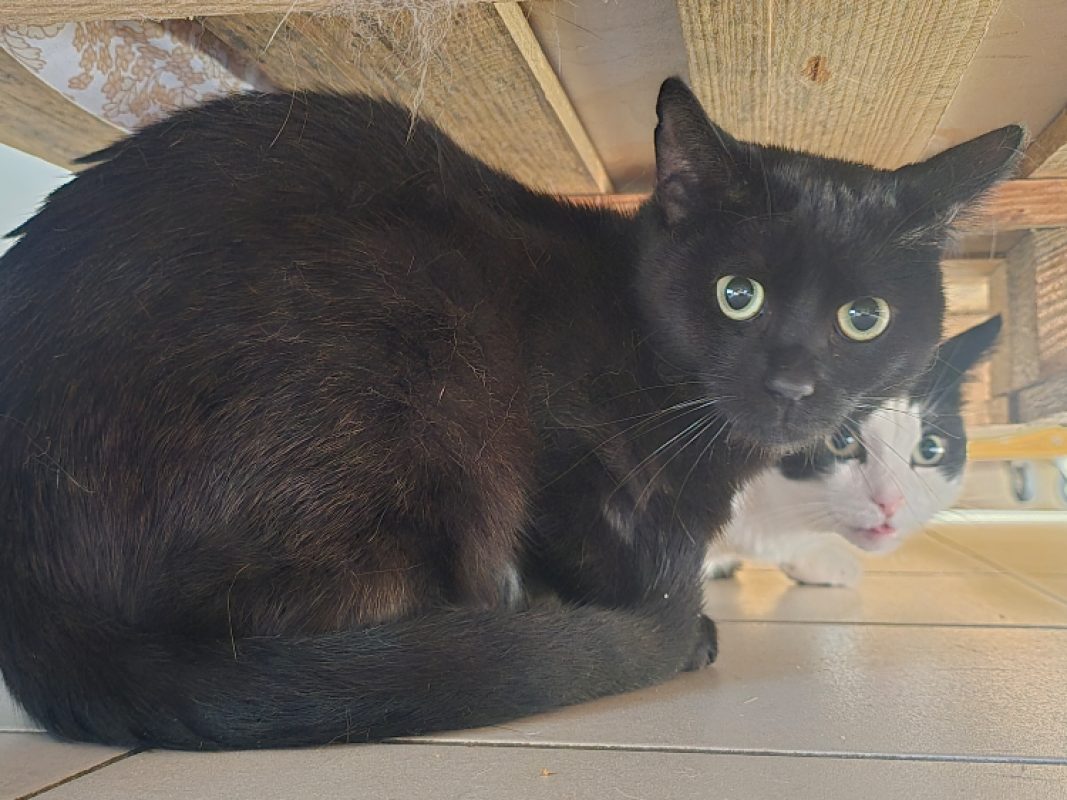 Smoky - Chat Européen à adopter