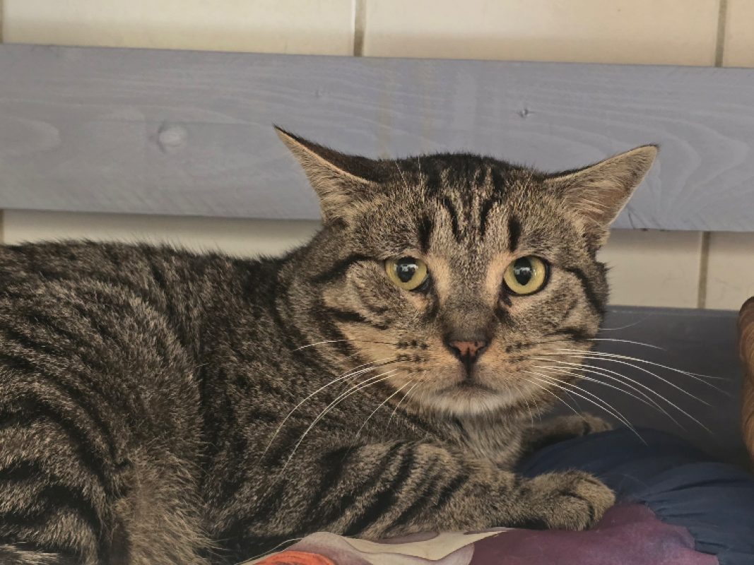 Arakiri - Chat Européen à adopter