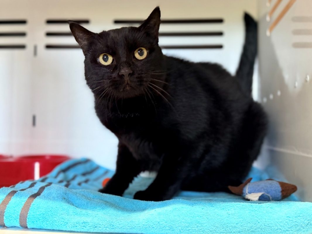 Miko - Chat Européen à adopter