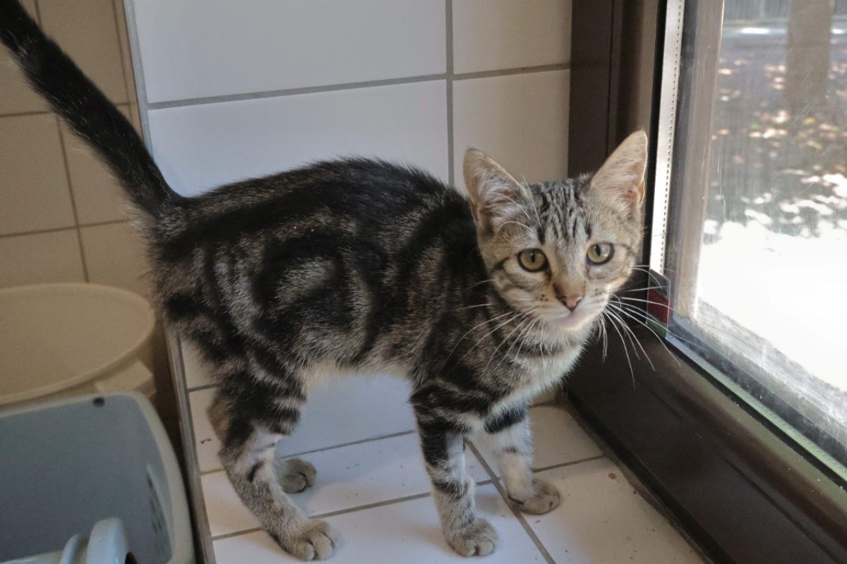 Zia - Chat Européen à adopter