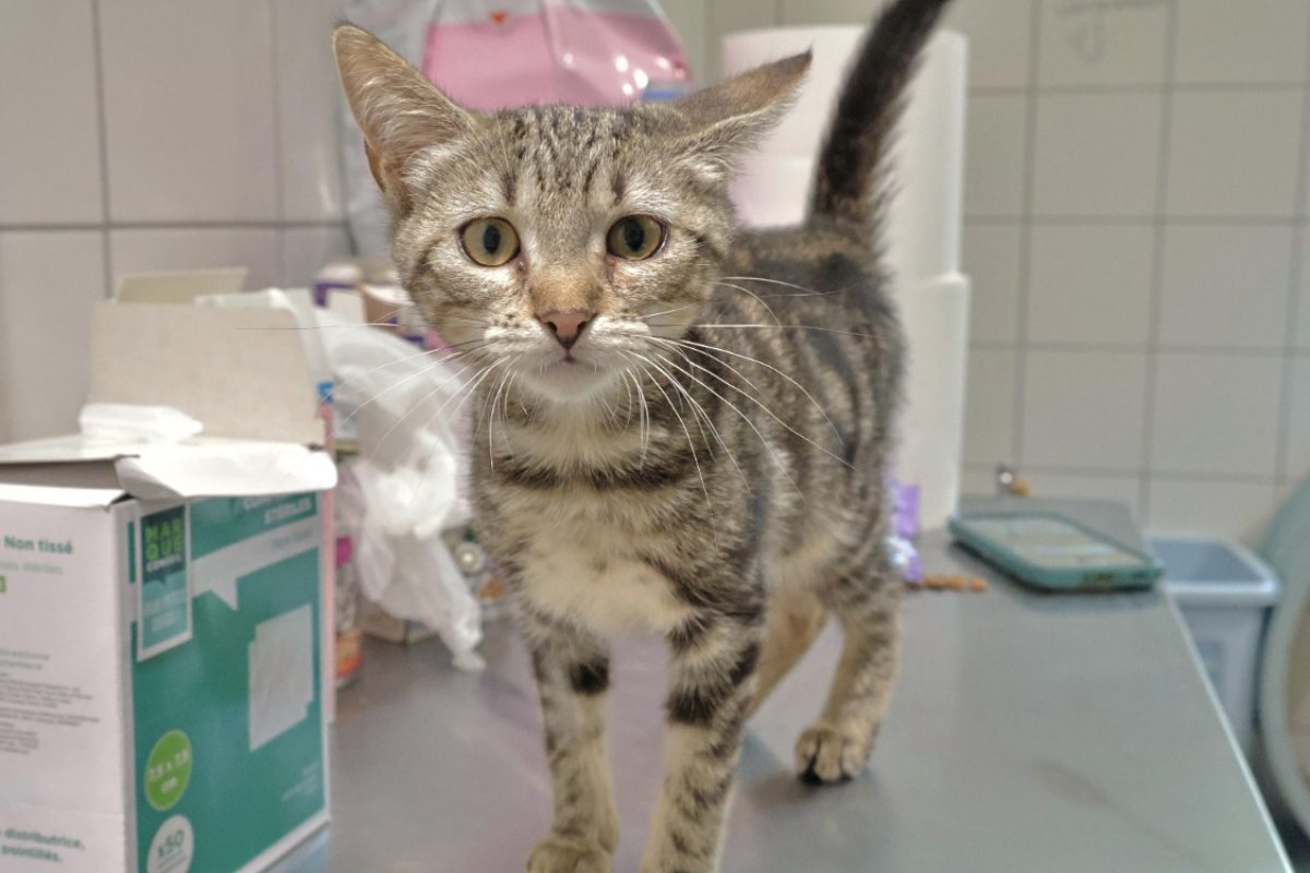 Zia - Chat Européen à adopter - photo 2