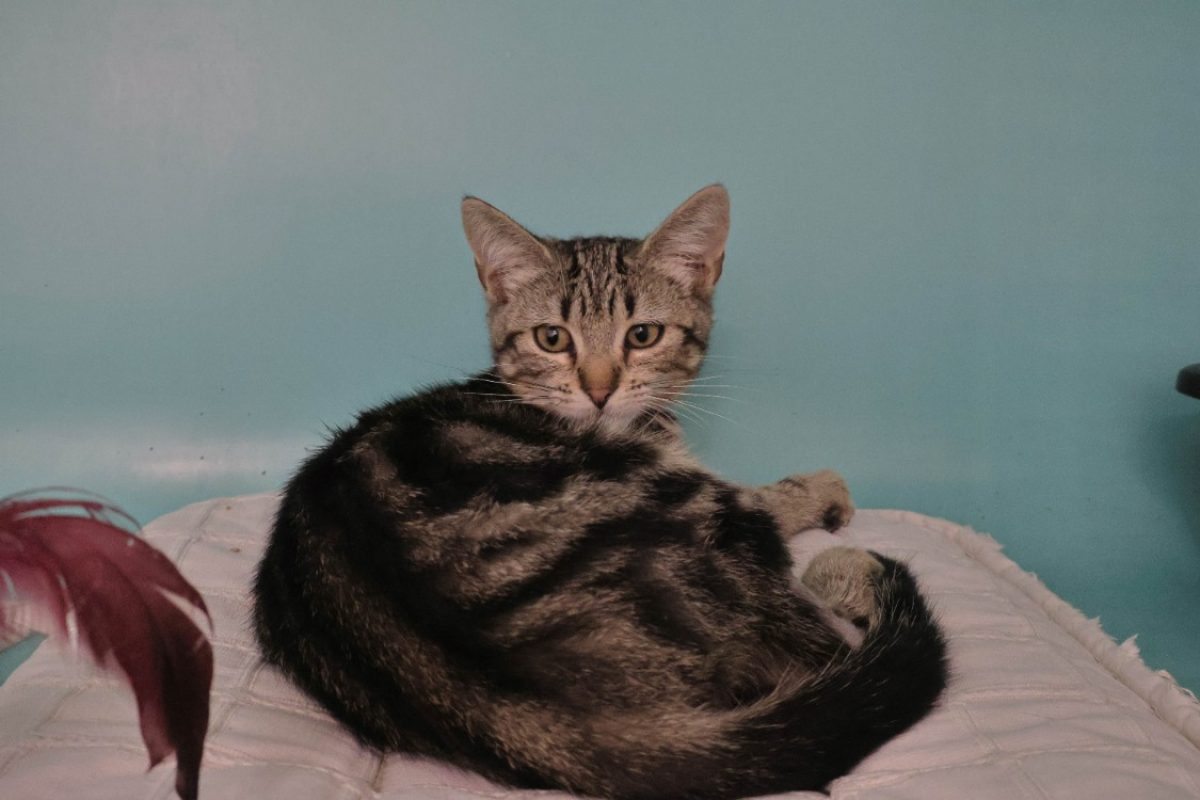 Zia - Chat Européen à adopter - photo 3