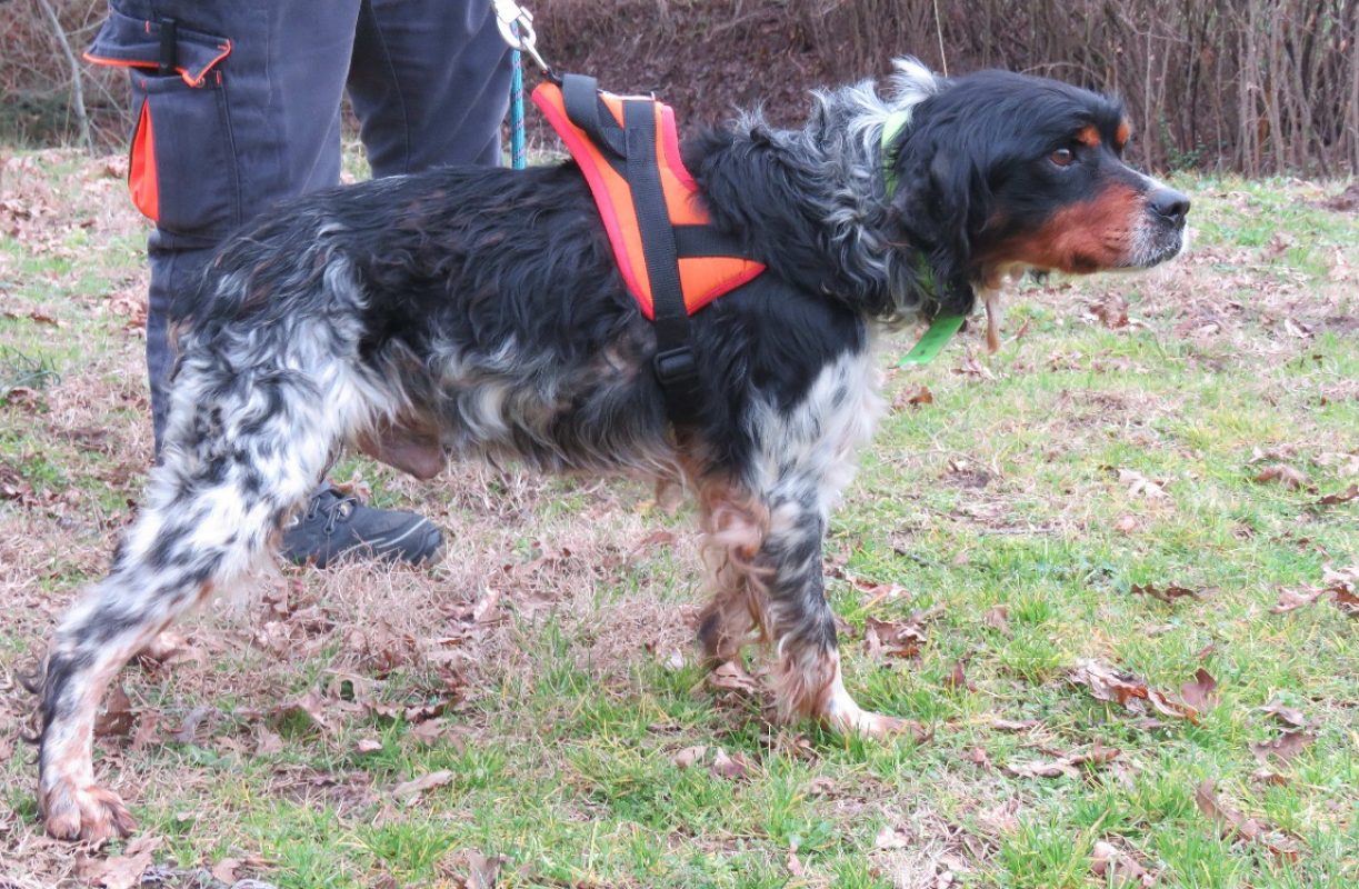 Ice - Chien à adopter - photo 2