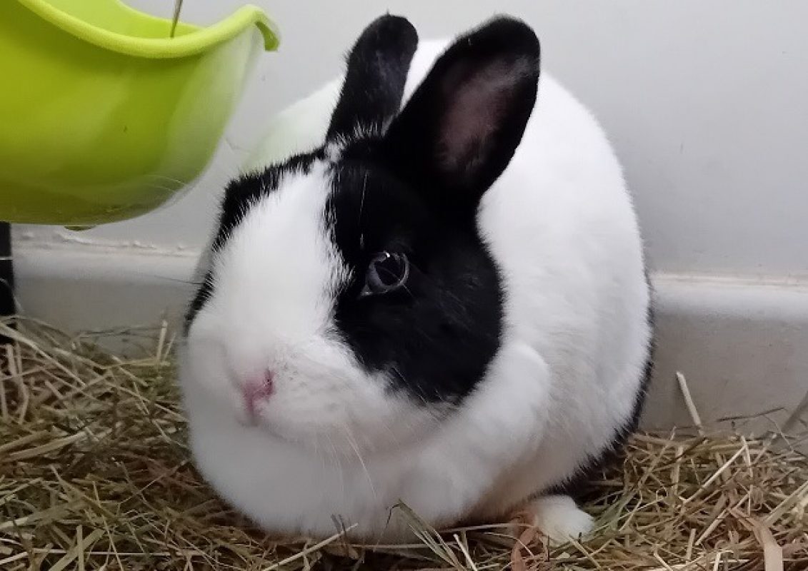Lys - Rongeur Lapin à adopter