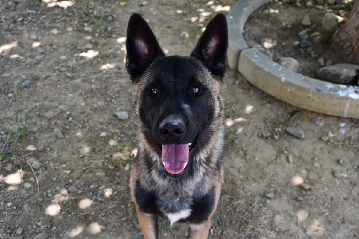 Oxo - Chien Berger Belge Malinois à adopter
