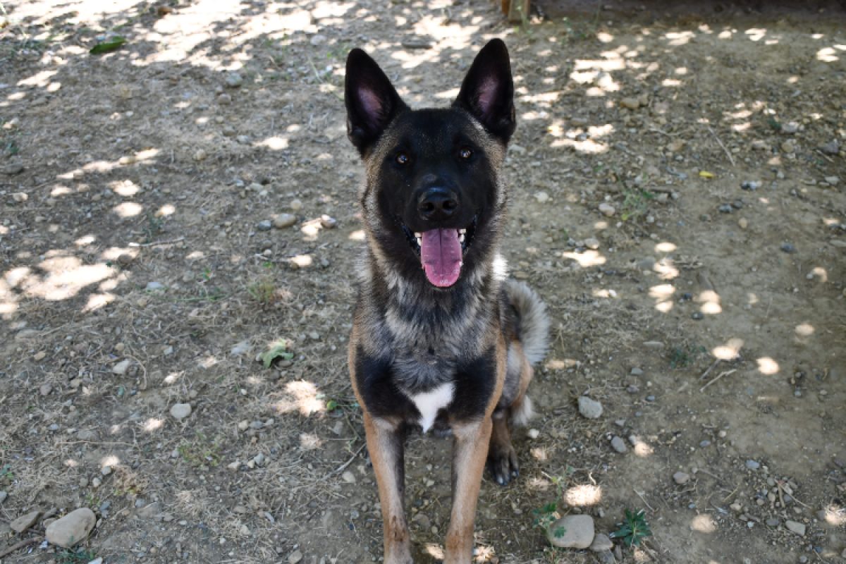 Oxo - Chien Berger Belge Malinois à adopter - photo 2