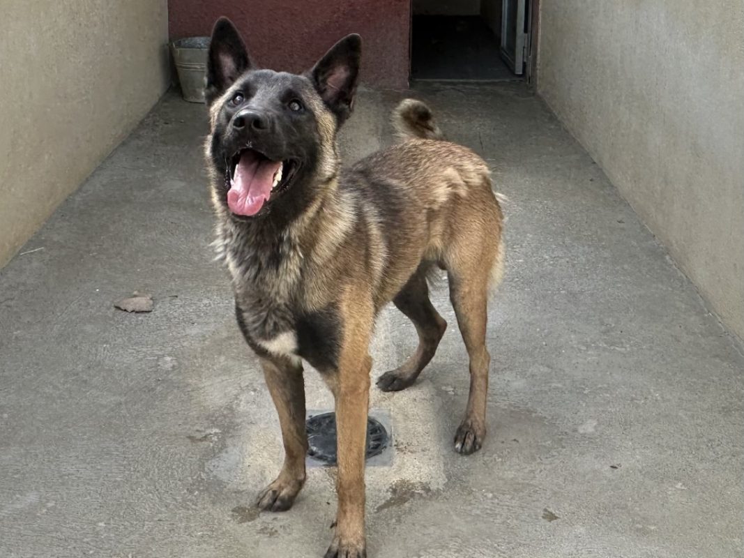 Oxo - Chien Berger Belge Malinois à adopter - photo 3