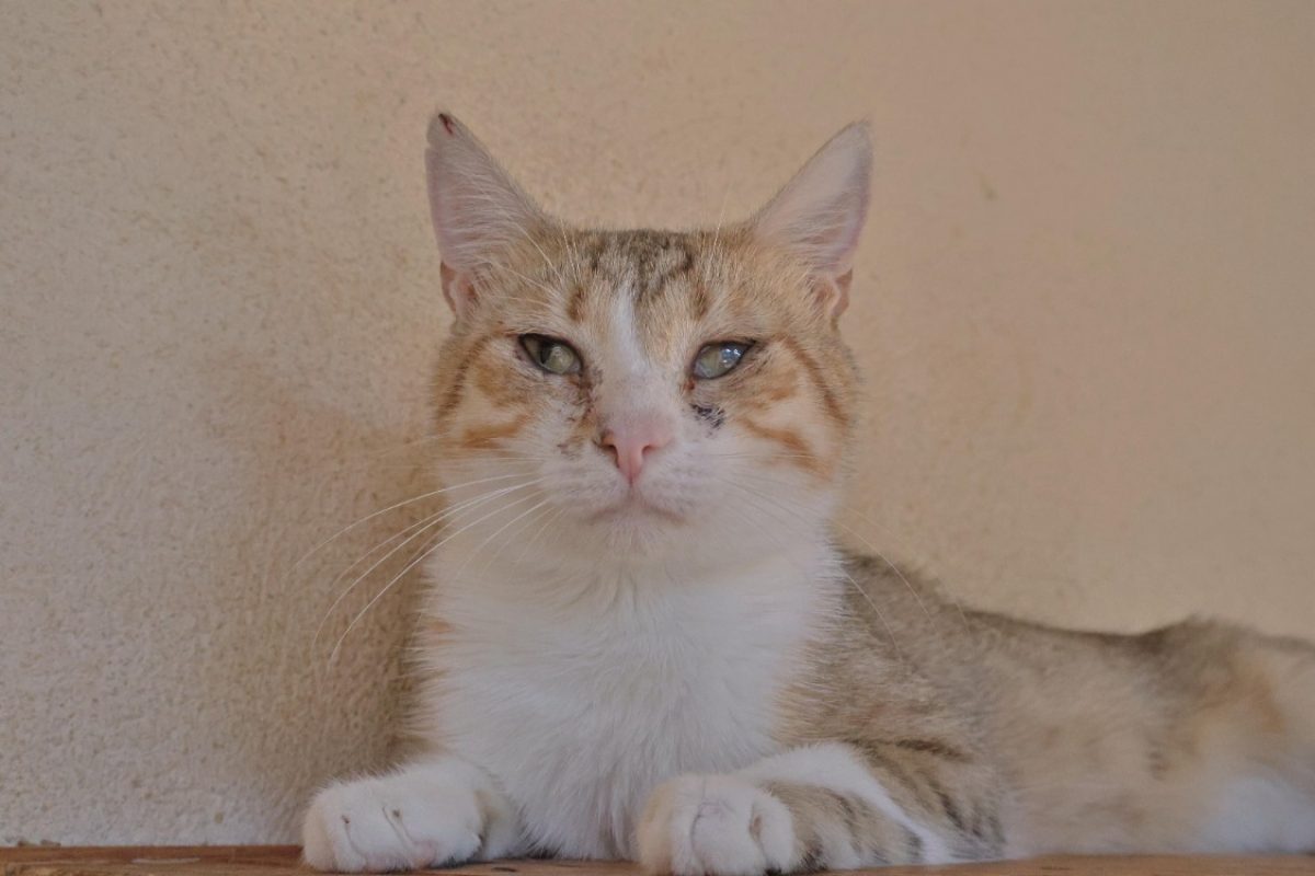 Roxy - Chat Européen à adopter