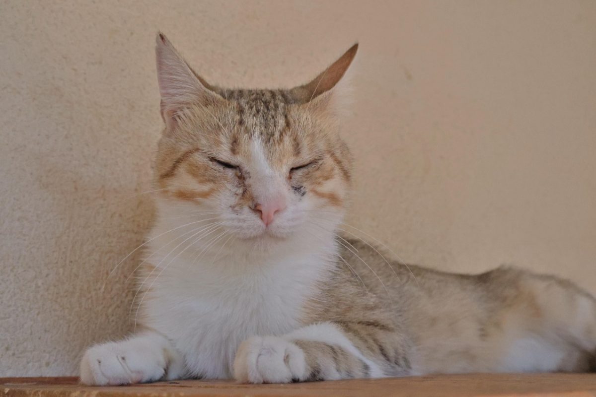 Roxy - Chat Européen à adopter - photo 2