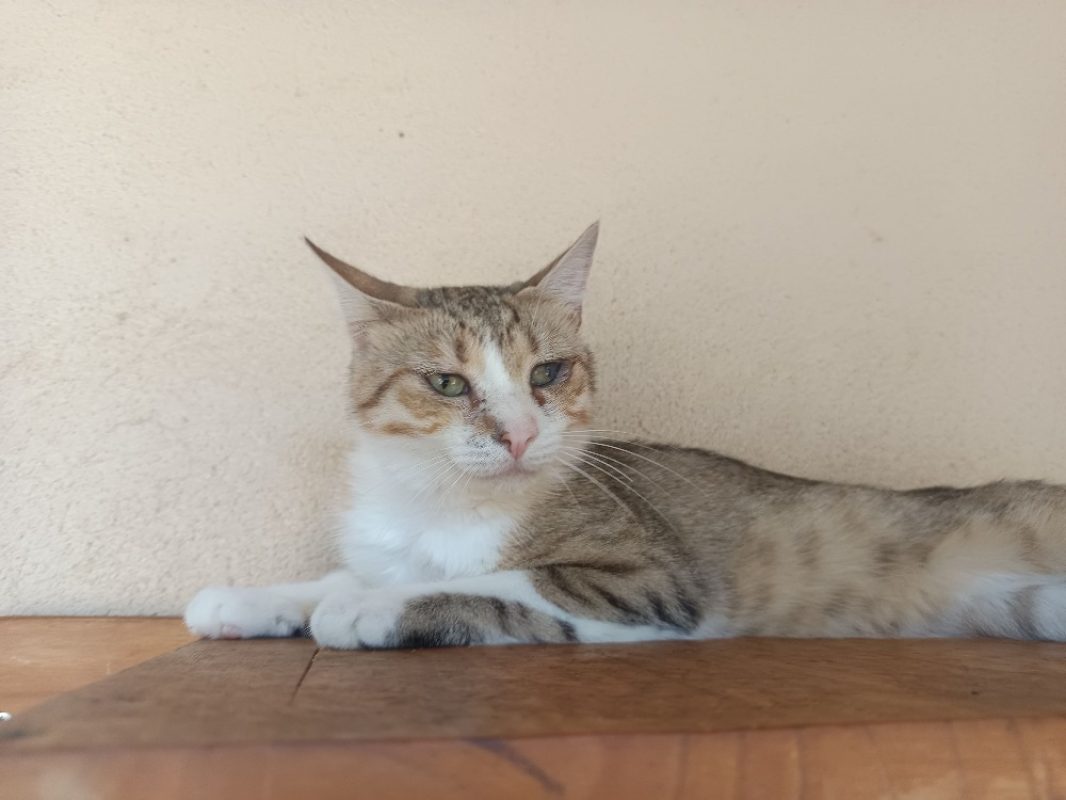 Roxy réservé - Chat Européen à adopter