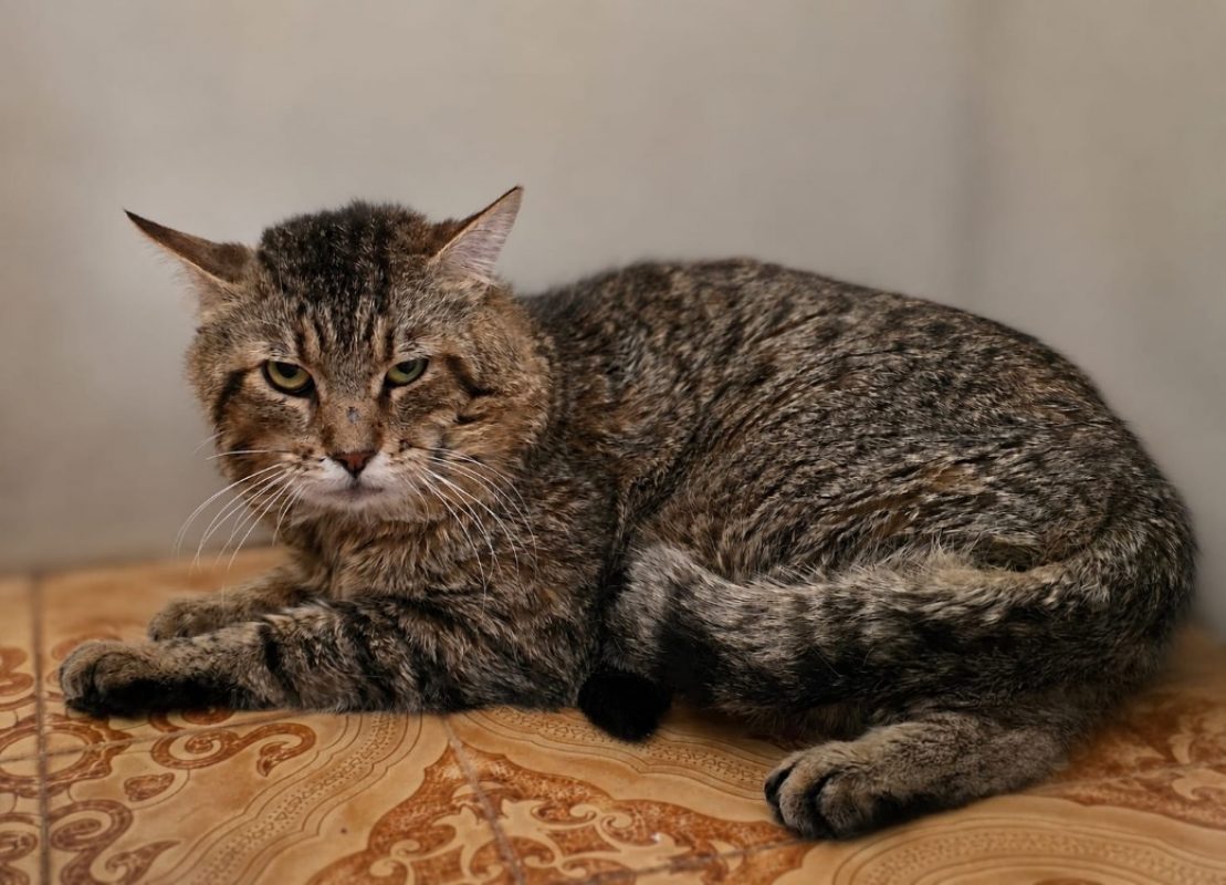 Baloo - Chat Européen à adopter