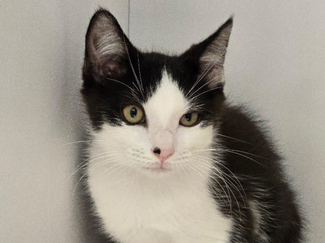Peps - Chat Européen à adopter