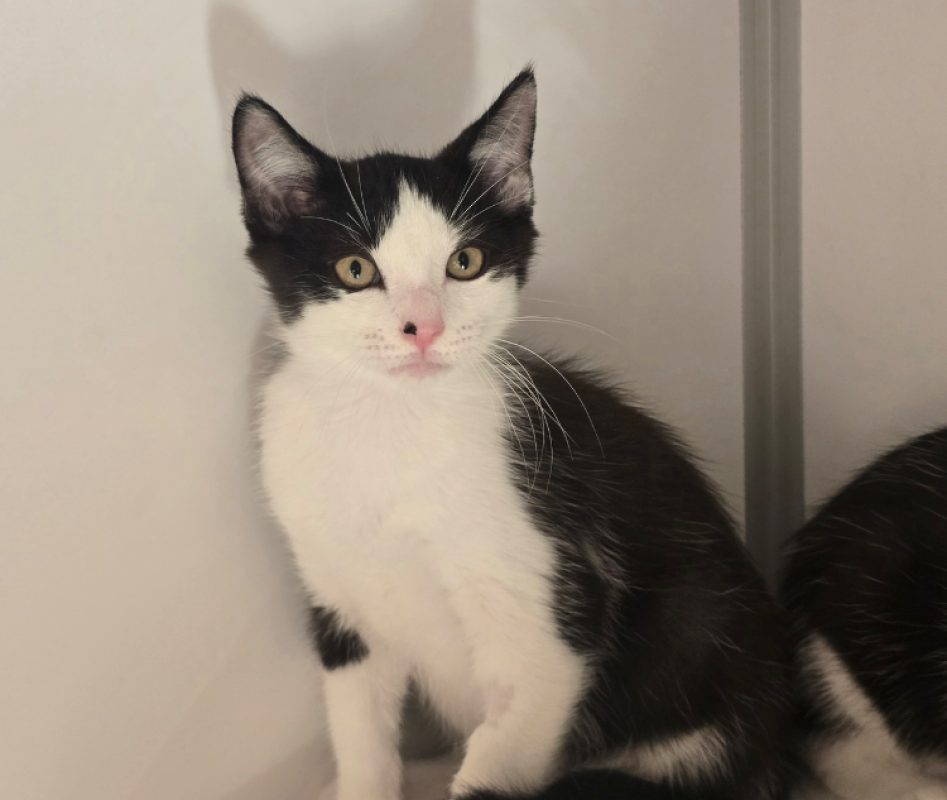 Peps - Chat Européen à adopter - photo 2