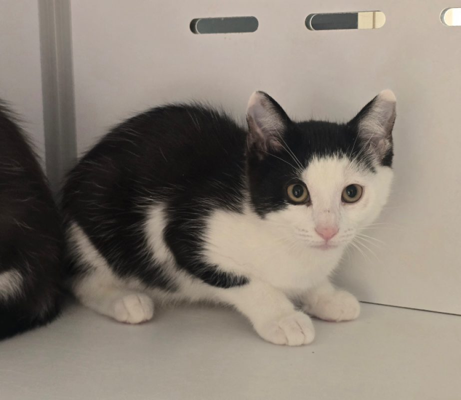 Spritz - Chat Européen à adopter