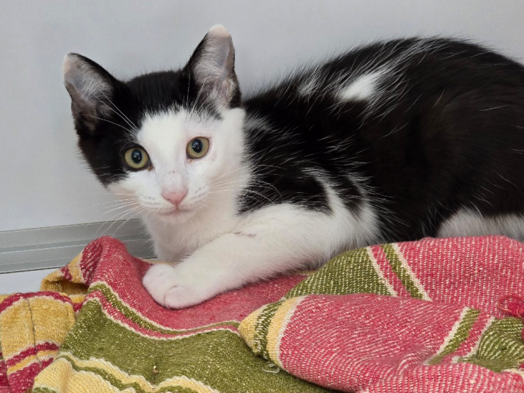 Spritz - Chat Européen à adopter - photo 2